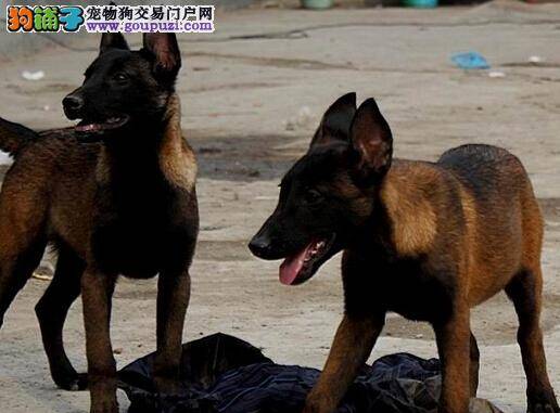 巧用方法 快速改正马犬的分离焦虑症