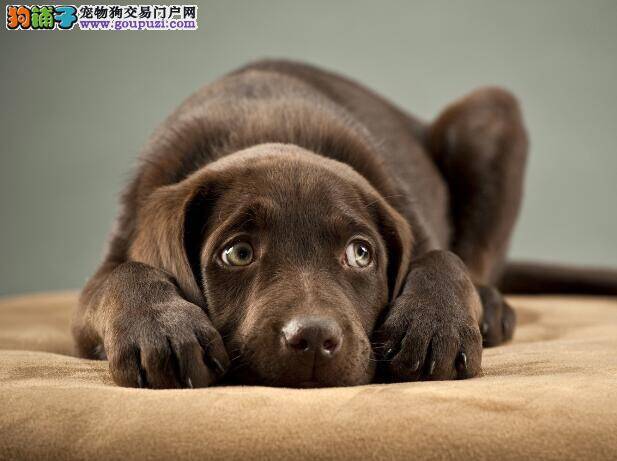 拉布拉多犬的真菌感染疾病与螨虫感染疾病的相似与不同