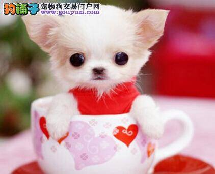 护理全解 照顾产期茶杯犬的七个心得