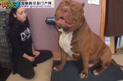 世界上最大的斗牛犬现身美国新罕布什尔州