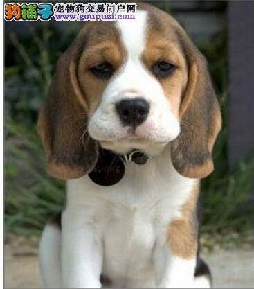 比格犬患上犬瘟晚期，用什么方法治愈它