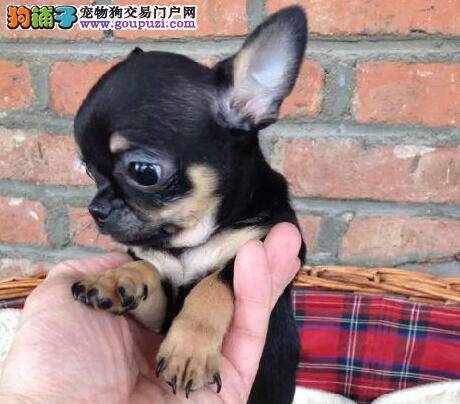 这两天吉娃娃饭后突然吐了是什么问题