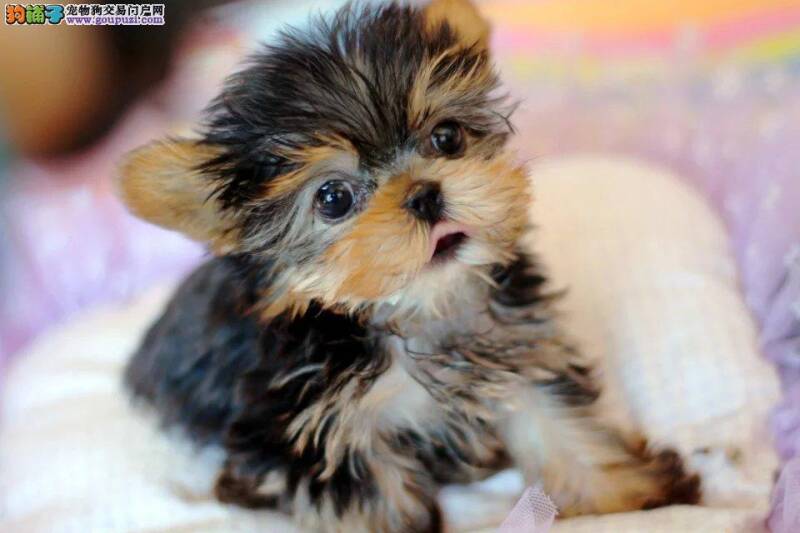 两个月的小约克夏尿尿带血该怎么办