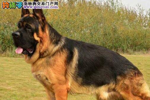 买德国牧羊犬需要看哪些外形上的特点