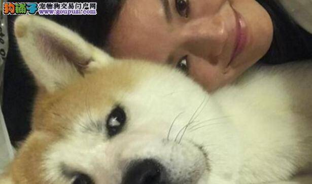 可爱的秋田犬和舒淇抢东西  好一个和蔼的女神