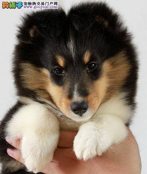 喜乐蒂犬最近严重的掉毛没事吧