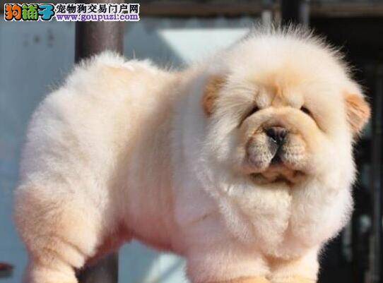 关于松狮犬是否可以喝豆浆的解决方案