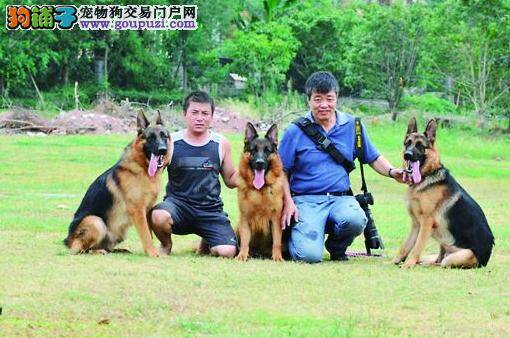 山西人在重庆成立德牧饲养基地 多数狗狗成军犬