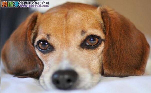 比格犬有点拉稀怎么办 比格犬拉稀的原因及治疗