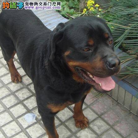 如何治疗罗威纳犬的厌食和皮肤病