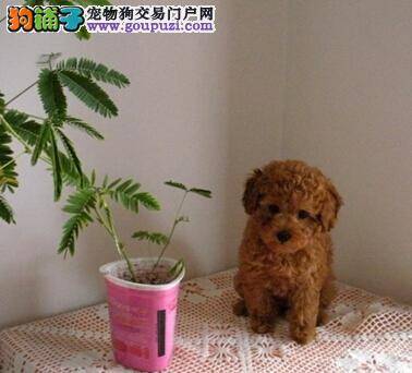 饲养泰迪犬须防疾病 不可与之共枕眠