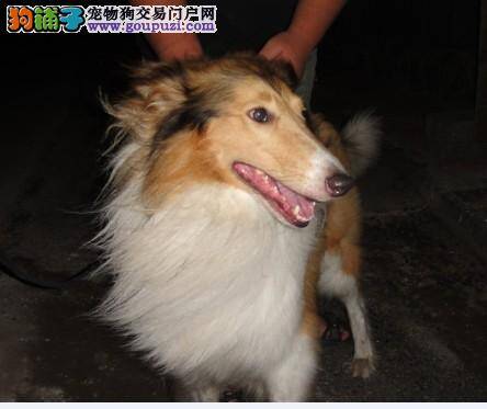 如何训练苏格兰牧羊犬学会技能