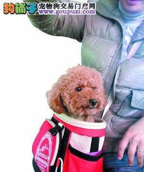 狗狗向前冲 宠物运动会在广州吹响集结号