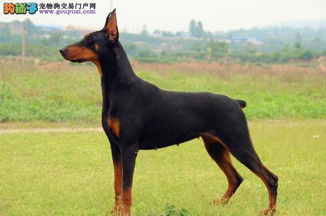 杜宾犬有皮肤病精神萎靡怎么治疗