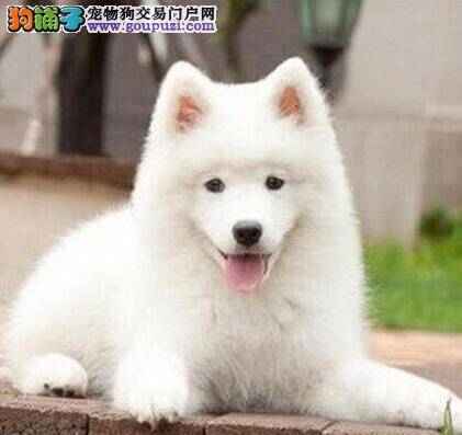 怎么给萨摩耶自制零食