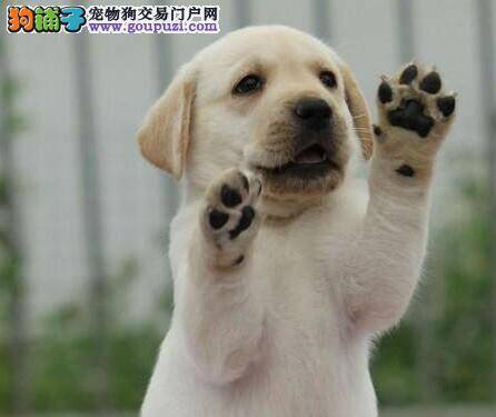 怎样护理快生产的拉布拉多犬