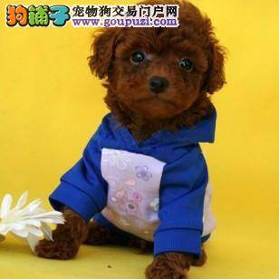 泰迪犬最近几天拉肚子应该买什么药好