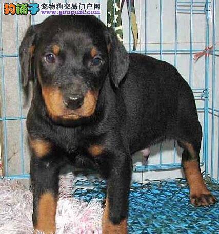 杜宾犬感冒，流鼻涕怎么办