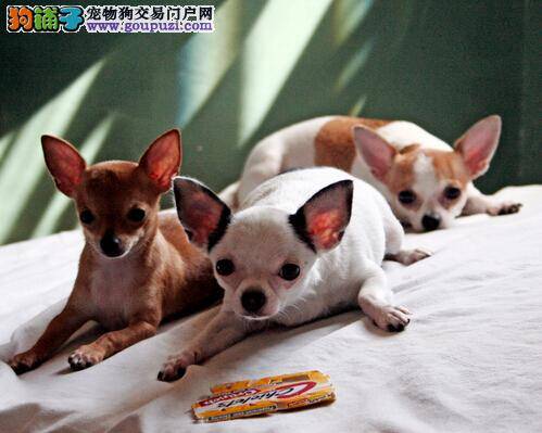 安乐度余生 详谈高龄吉娃娃的护理方法