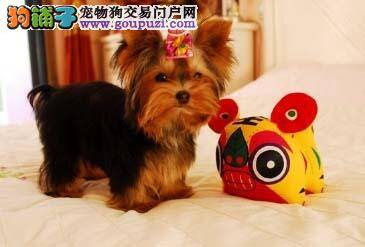 约克夏没食欲，精神不振是什么情况