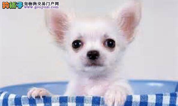 繁衍生息的秘密 洞悉吉娃娃怀孕的全过程