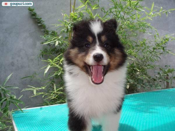五个月的喜乐蒂犬吃什么狗粮最合适