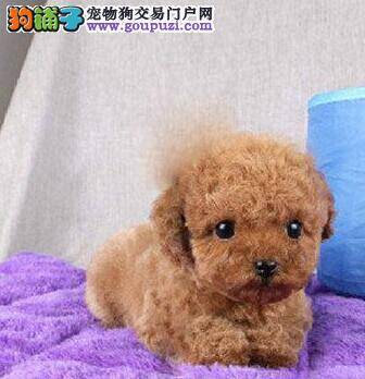 贵宾犬才到我家为什么就拉稀了