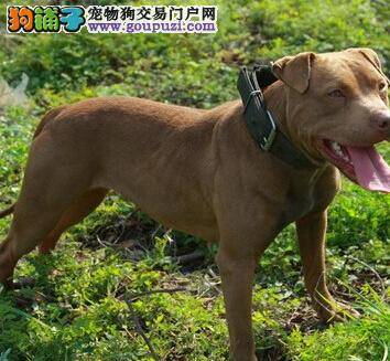 自己当医生 自行给比特犬检查身体的具体步骤有哪些