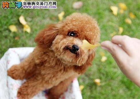 探讨训练贵宾犬叼东西的三个步骤