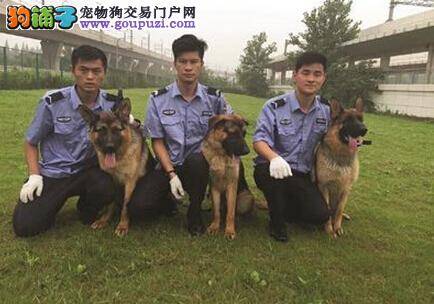 南京地铁增加新成员 三只德国牧羊犬受训后上岗