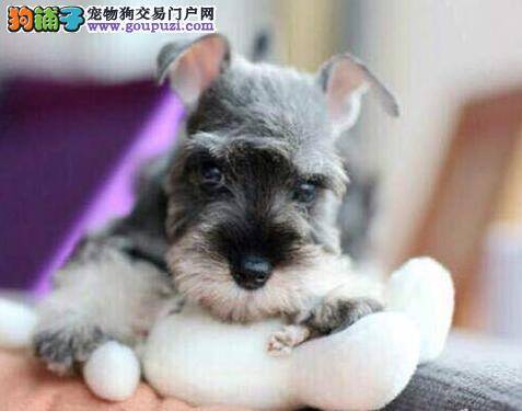 怎样给雪纳瑞挤肛门腺 求方法