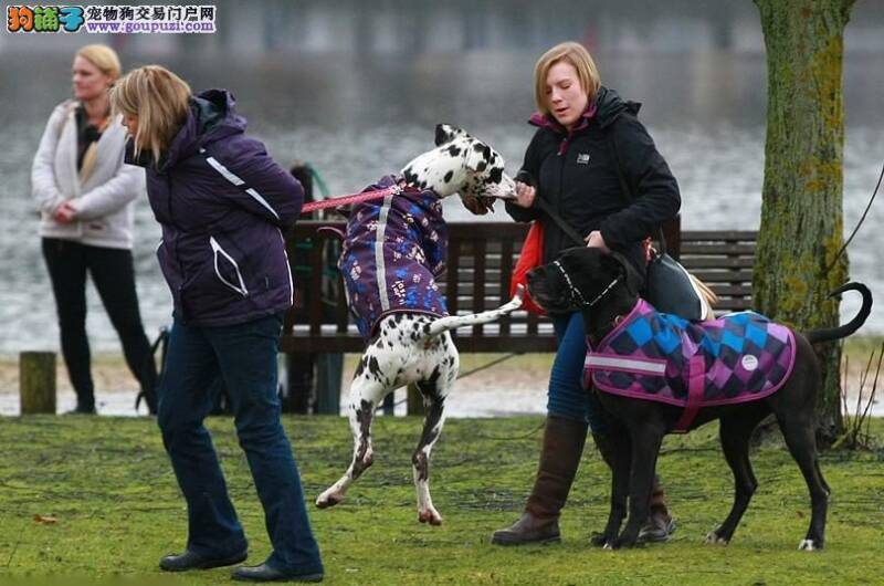 世界顶级狗狗秀在英国举办 各地名犬齐聚一堂