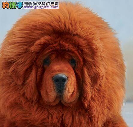 藏獒生长缓慢的两种原因及解决方案