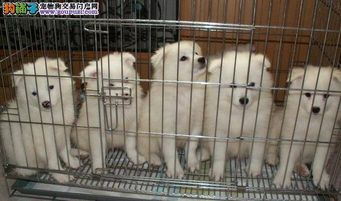 银狐犬最近食欲不振是为什么 求原因