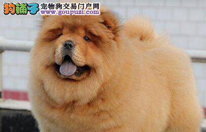 松狮犬换牙期嘴巴特别臭是怎么回事