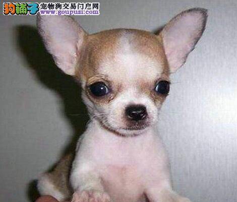 吉娃娃打喷嚏，流鼻涕咳嗽是什么毛病