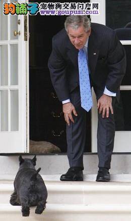 美国元首钟爱的“第一狗”——巴尼