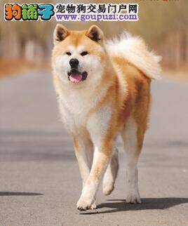 训练秋田犬的最基本方法以及步骤