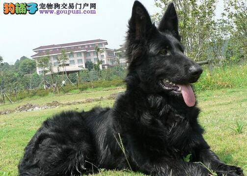 细心主人们在马犬怀孕期间应当掌握的喂养知识