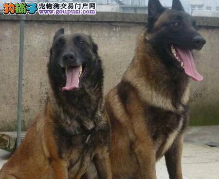 炎热夏季给马犬补水时应远离哪些饮品