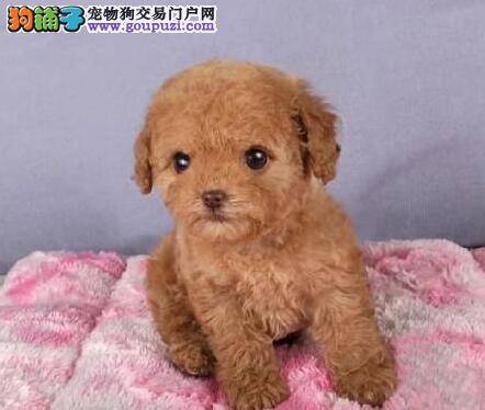 泰迪犬最容易患上哪些类型的疾病