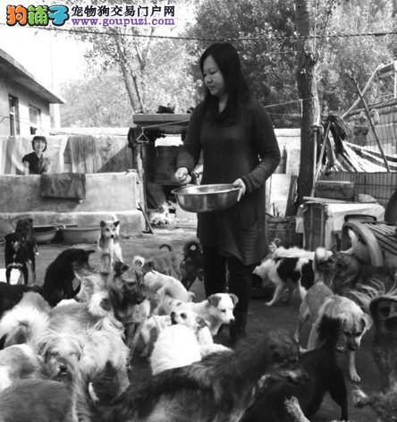 济南一善良女子租房收养230条流浪狗助其过冬