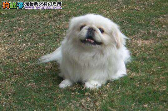 京巴犬身上有很多的红疙瘩用什么药好