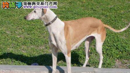 训练惠比特犬负重抗阻力联系的妙招，请锁定这里