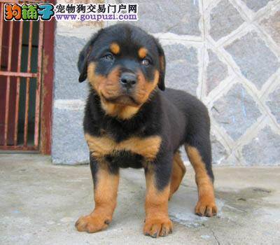 罗威纳犬最近呕吐，拉稀没食欲如何是好