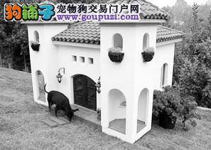 动物助人自助，“狗医生”入围责任中国2011公益行动奖