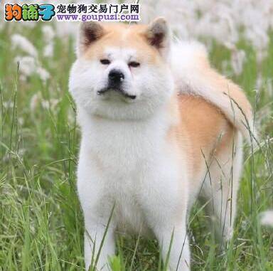 秋田犬与柴犬有什么明显区别