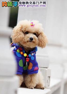 教育狗狗有方法 让贵宾犬更有教养需怎样做