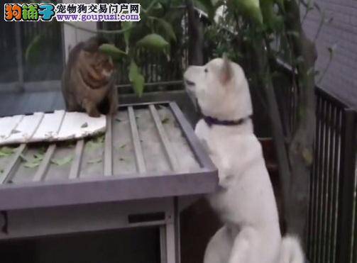 猫狗拳击赛开打犬攻击失败,咪超淡定!