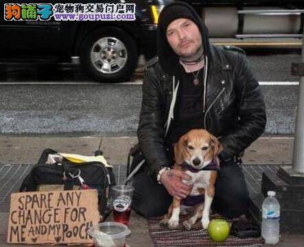 泰山小动物保护中心举行犬只免费领养活动